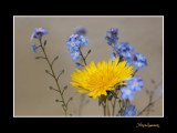_MG_1373 nature fleur.jpg