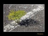 IMG_5626 nature macadam.jpg