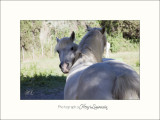 Nature Camargue animaux chevaux IMG_6357.jpg