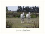 Nature Camargue animaux chevaux IMG_6979.jpg