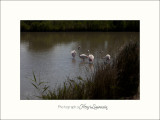 Nature Camargue oiseaux IMG_6487.jpg