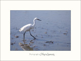 Nature Camargue oiseaux IMG_6634.jpg