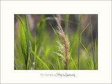 Nature camargue IMG_6657.jpg