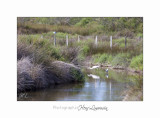 Nature camargue animal oiseau IMG_6591.jpg