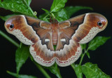 7764 - Callosamia promethea; Promethea Moth; female