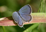 Cupido comyntasue; Eastern Tailed Blue; male