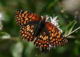 Chlosyne palla; Northern Checkerspot