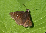 Thorybes mexicanus; Mexican Cloudywing
