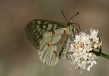 Parnassius clodius; Clodius Parnassian