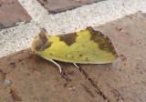 9785 - Stiria rugifrons; Yellow Sunflower Moth