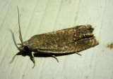 3051 - Eucosma glomerana; Tortricid Moth species