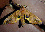 7825 - Paonias myops; Small-eyed Sphinx