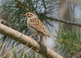 Clay-colored Sparrow