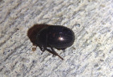 Germarostes Pill Scarab Beetle species