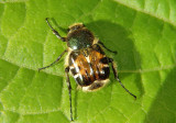 Trichiotinus piger; Hairy Flower Scarab species