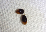 Stilbus apicalis; Shining Flower Beetle species