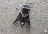 Tabanus trimaculatus; Horse Fly species; male