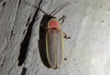 Photinus Firefly species