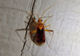 Phytocoris Plant Bug species