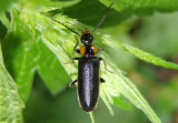 Pedilus labiatus; Fire-colored Beetle species; female
