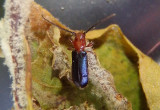 Phymatodes amoenus; Longhorned Beetle species