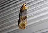 2711 - Paralobesia liriodendrana; Tulip-tree Leaftier Moth