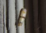Empoa gillettei; Leafhopper species