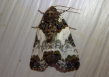 9062 - Cerma cerintha; Tufted Bird Dropping Moth