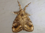 8314 - Orgyia definita; Definite Tussock Moth; male