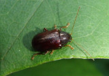 Tymnes Leaf Beetle species