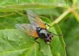 Mesembrina latreillii; Muscid Fly species