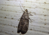 5651-5703 - Acrobasis Pyralid Moth species