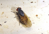 Minettia magna; Fly species