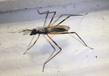 Rainieria antennaepes; Stilt-legged Fly species