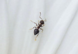 Crematogaster Acrobat Ant species