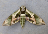 7859 - Eumorpha pandorus; Pandorus Sphinx