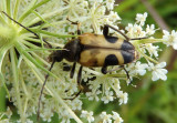 Judolia cordifera; Flower Longhorn species