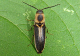 Click Beetles and Relatives