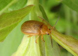 Ophraella cribrata; Leaf Beetle species