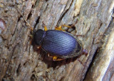 Chlaenius laticollis; Vivid Metallic Ground Beetle species
