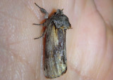 8010 - Schizura concinna; Red-humped Caterpillar Moth