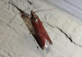 6029 - Varneria postremella; Pyralid Moth species