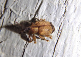 Ochyromera ligustri; Ligustrum Weevil; exotic