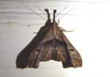8397 - Palthis angulalis; Dark-spotted Palthis