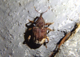 Conotrachelus affinis; Weevil species