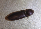 Hemicrepidius memnonius; Click Beetle species