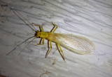 Plecoptera Stonefly species
