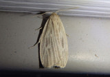 8045.1 - Crambidia pallida; Pale Lichen Moth