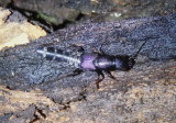 Platydracus cupripennis; Large Rove Beetle species