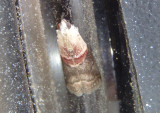 5674 - Acrobasis demotella; Walnut Shoot Moth